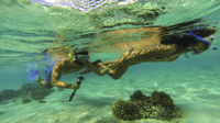 Ile Aux Cerfs Catamaran Trip con almuerzo, bebidas ilimitadas - Housity