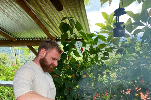 Medellín: Chocolate Farm Tour with Cocoa Exfoliation