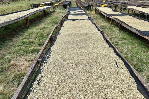 Nairobi: Tour della fabbrica e della fattoria del caffè con trasferimento