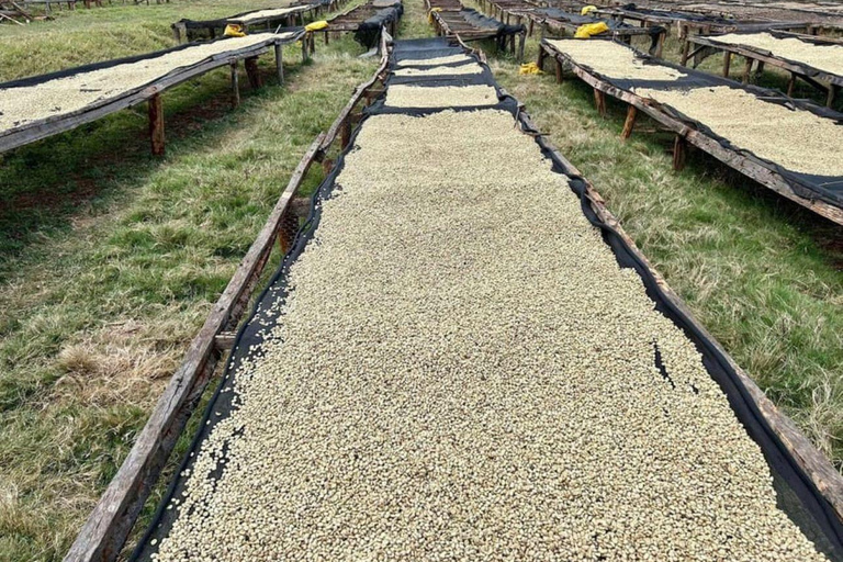 Nairobi: Tour della fabbrica e della fattoria del caffè con trasferimento