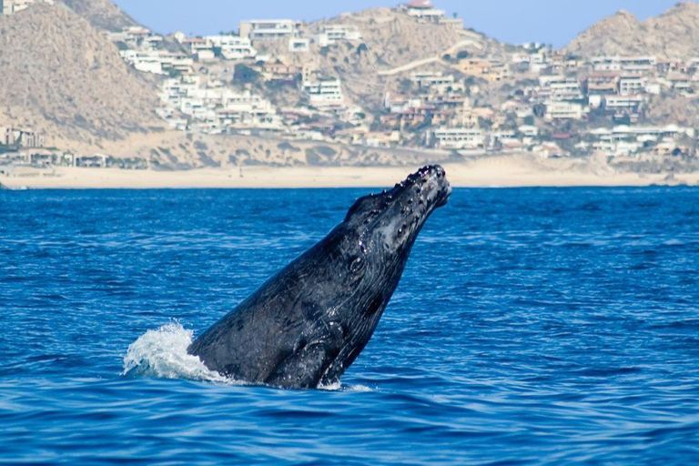 Cabo San Lucas: Obserwacja wielorybów