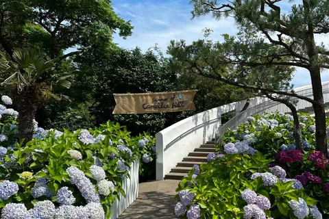 Jeju: Camellia Hill Admission & Seasonal Photo Guide