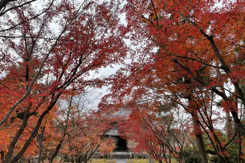 Kyoto: TUTTO INCLUSO Tour panoramico personalizzato con personale locale