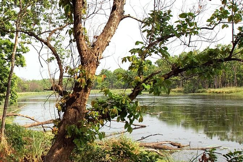 Desde Katmandú o Pokhara: 1 N 2D Día de excursión por la vida salvaje de ChitwanDesde Katmandú o Pokhara: Excursión de 1 N- 2 días por la vida salvaje de Chitwan