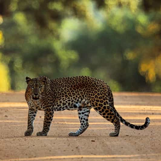 Yala National Park : 7 hours & 12 hours Leopard Safari Tours | GetYourGuide