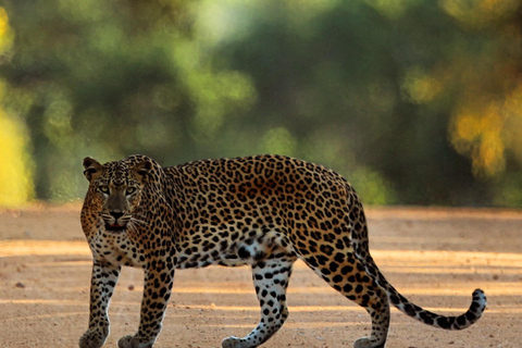 Van Arugambay naar Tangalle/Mirissa met Yala luipaardsafari