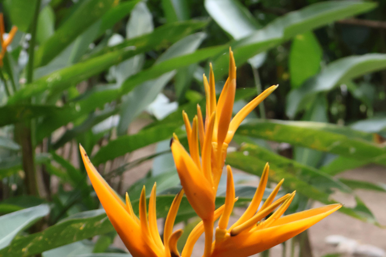 Z Huatulco: Egzotyczny ogród w ekoturystycznym ranczu i wizyta w punkcie widokowym.Z Huatulco: Egzotyczny ogród w ekoturystycznym ranczu i wizyta w punkcie widokowym