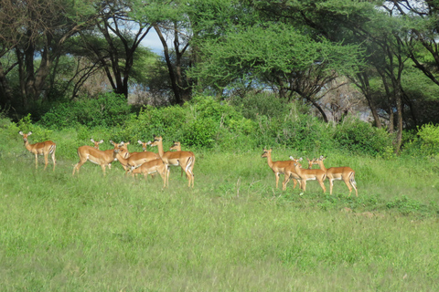 Arusha National Park: Day Trip with Walking Safari & Canoe Shared Day Trip Transfer & Game Drive (Fees Excluded)