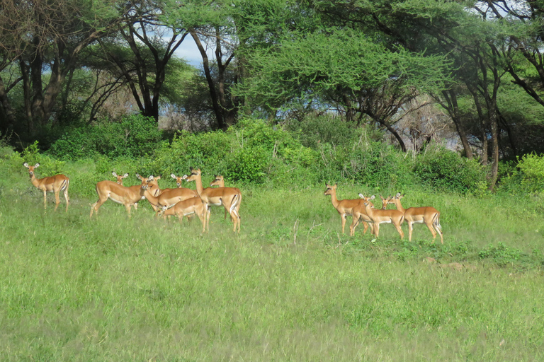 Arusha National Park: Day Trip with Walking Safari & Canoe Shared Day Trip Transfer & Game Drive (Fees Excluded)