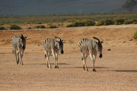 Safari dans la réserve de chasse d'Aquila avec droits d'entrée dans le parc, transferts et déjeuner