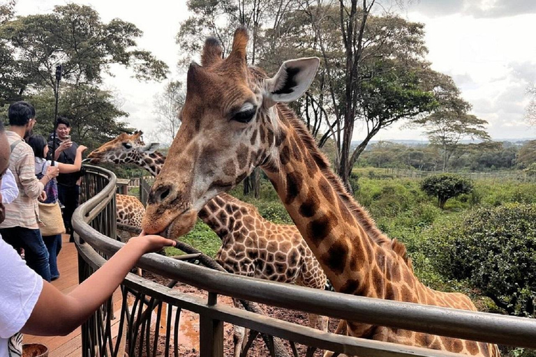 Parco nazionale di Nairobi, orfanotrofio degli elefanti e centro delle giraffeParco Nazionale di Nairobi, DSWT e Centro delle Giraffe senza ingresso