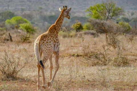 2 days 1 night saltlick safari from Diani/Mombasa.