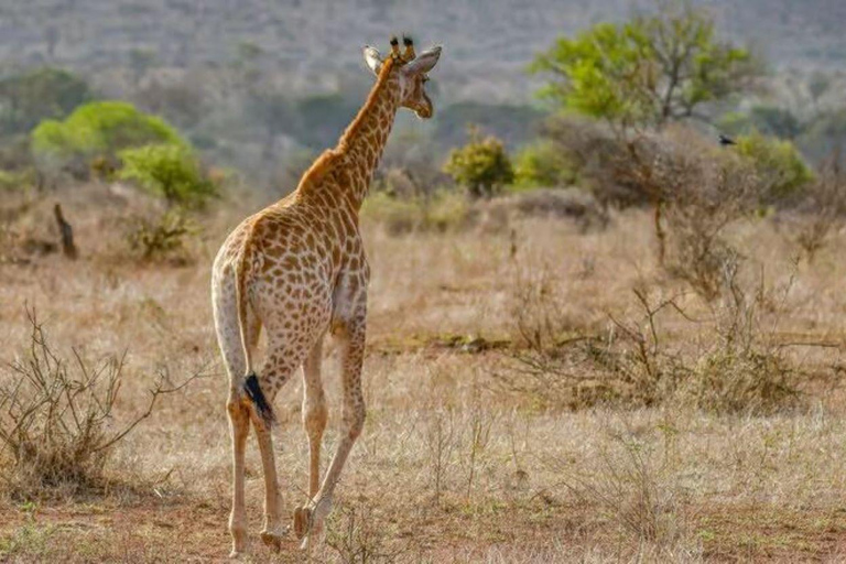 2 days 1 night saltlick safari from Diani/Mombasa.