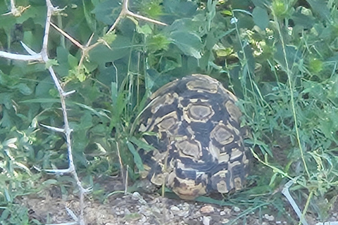 Prywatna wycieczka safari: Park Narodowy Pilansberg Big 5