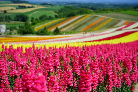 From Sapporo: Biei Blue Pond & Furano Flowers Day Tour Alphard (up to 5) — Private Day Tour
