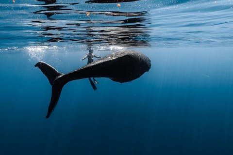 Moorea : excursion partagée d'une demi-journée pour observer les baleines