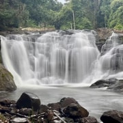 Byron Bay: Rainforest Waterfalls Guided Eco Tour
