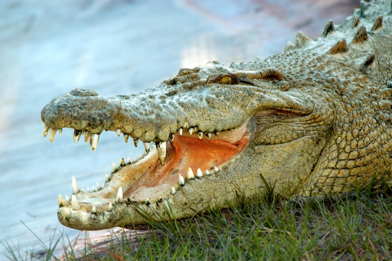 Orlando: Gatorland Zipline Abenteuer mit ganztägigem Parkzugang