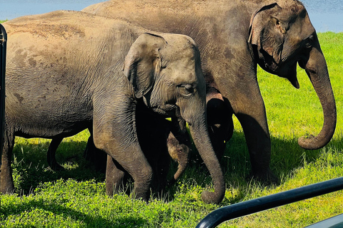 Sri Lanka : 6N/7-Day Highlights Tour: Sigiriya, Kandy & Ella