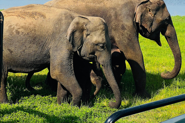 Sri Lanka : 6N/7-Day Highlights Tour: Sigiriya, Kandy & Ella