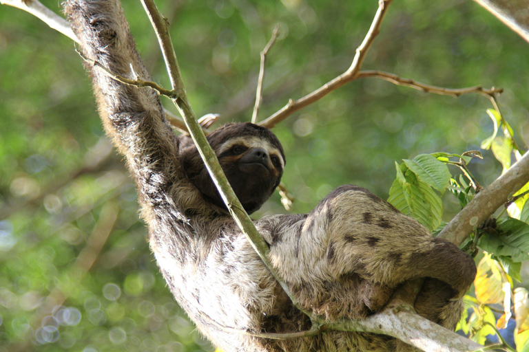 Iquitos: 4-Day Amazon Jungle Tour with Hotel Pickup