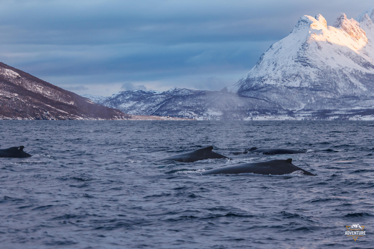 From Skjervøy: Whale Watching in a Heated Cabin Cruiser