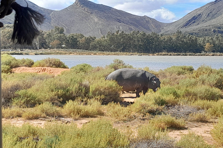 Cape Town Aquilla big sunset safari With transport & food aquila sunset bestseller