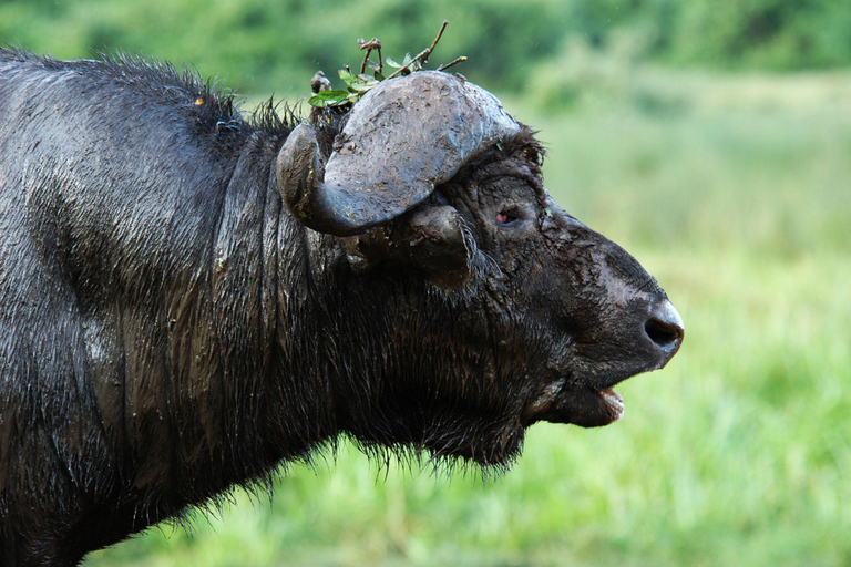 Aberdare National Park Day Excursion From Nairobi Aberdares National Park Day tour From Nairobi