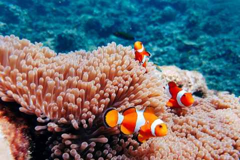 Phuket: Surin Islands Full Day Snorkeling Tour by Speedboat