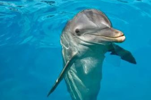 Punta Cana: Dolphin Explorer Swims and Interactions