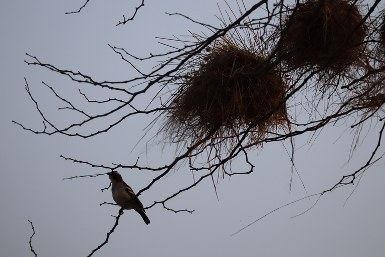 Birdwatching Livingstone Zambezi River with Sunrise