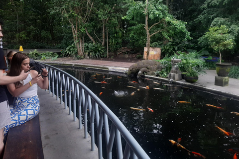 Ubud: Foresta di scimmie, terrazze di riso e cascateUbud: Foresta di scimmie, terrazza di riso e cascata