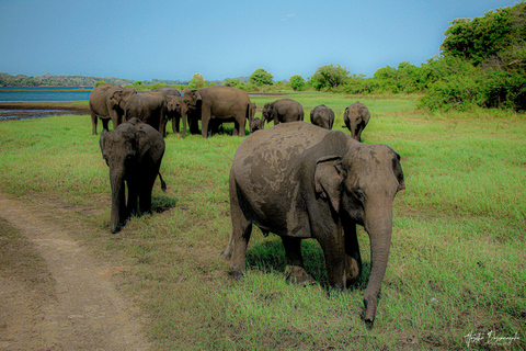 Polonnaruwa: Ancient City Tour & Minneriya Elephant Safari Pickup From Dambulla/Sigiriya/Habarana