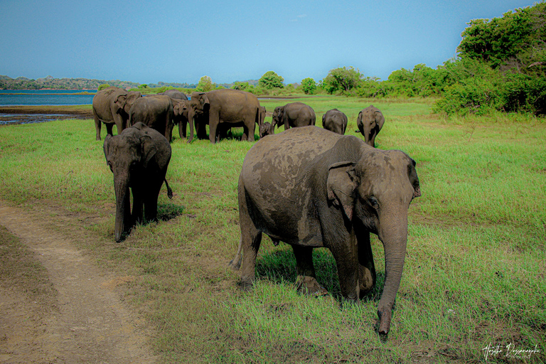 Polonnaruwa: Ancient City Tour & Minneriya Elephant Safari Pickup From Dambulla/Sigiriya/Habarana