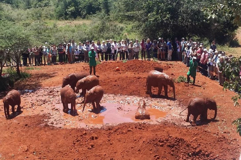 Nairobi: Elephant Orphanage & Giraffe Centre Tour Elephant Orphanage & Giraffe Centre Tour Without Entry Fee