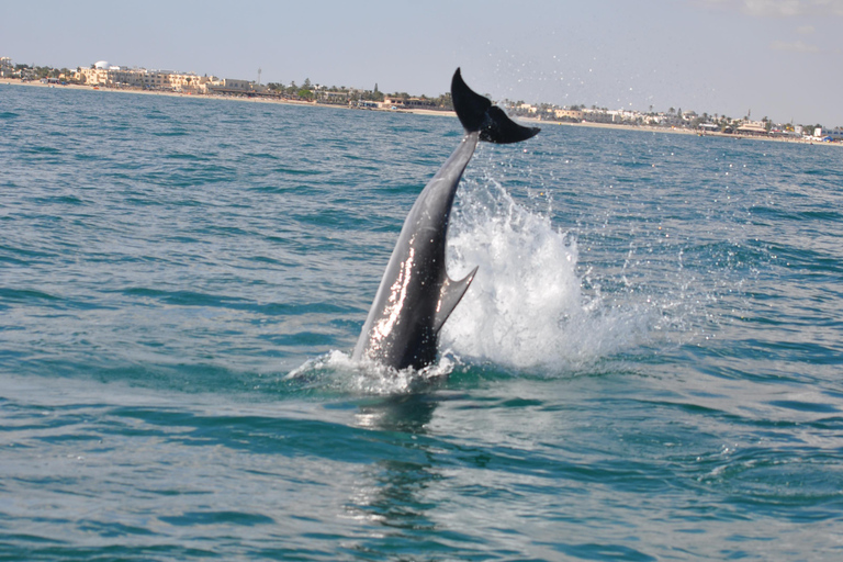 Djerba: Half-Day Boat Trip, Dolphin Watching, Swimming, and Lunch
