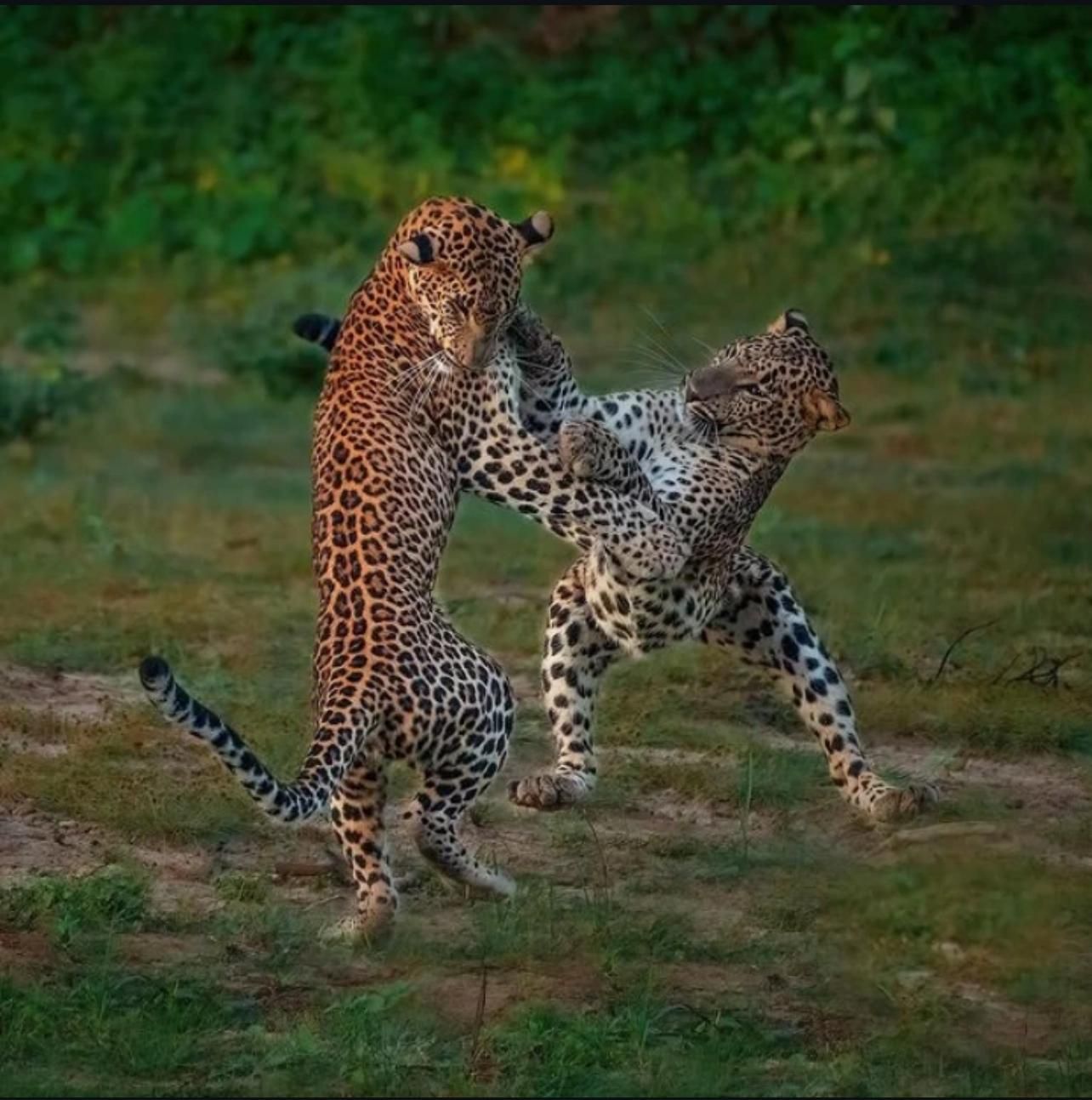 Von Kandy nach Yala: Safari-Tagestour – Wildtiere & tolle Landschaft