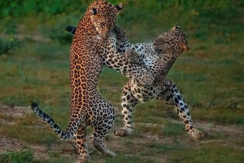 Kandy to Yala Safari Day Tour – Wildlife & Scenic Adventure