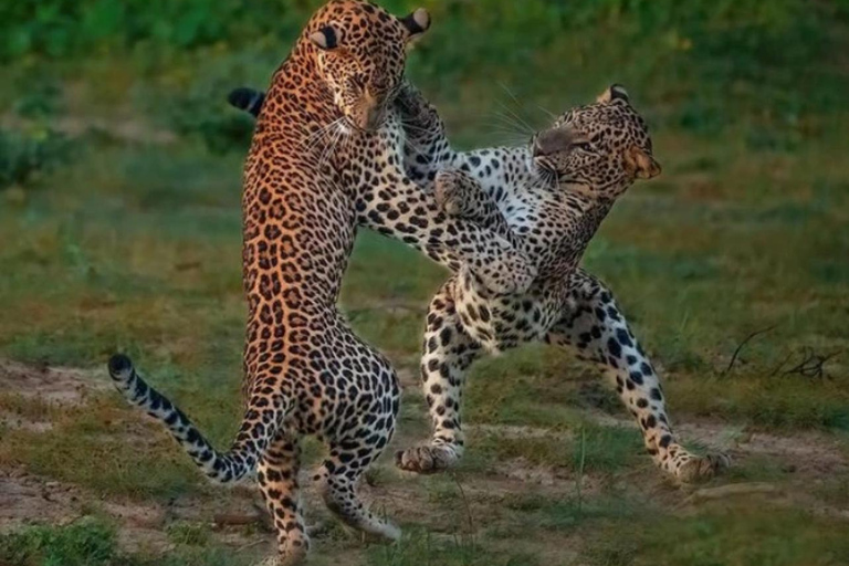 Ella To Yala Transfer with Hidden Stops & Safari Adventure