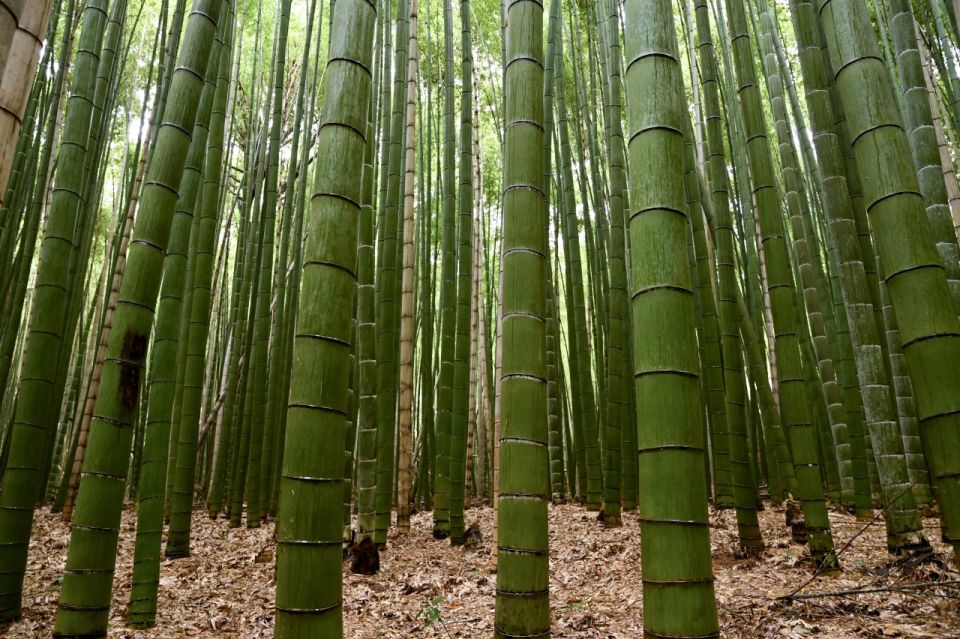 Live-A-Live-Walkthrough-Imperial-China-Bamboo-Forest-028