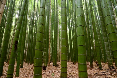 Arashiyama: visite de la forêt de bambous et du templeVisite tôt le matin
