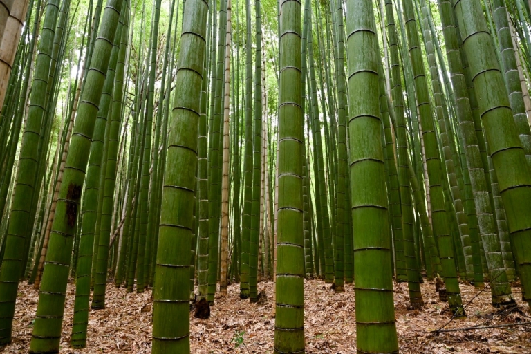 Arashiyama: Bambus-Hain und Tempel-TourTour am frühen Morgen