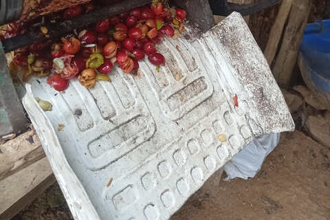 Coffee Route: Workshop, Tasting, and Trekking in the Farallones de Cali