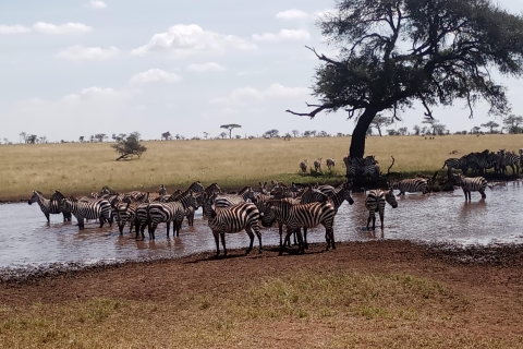 3-Daagse safari van Ngorongoro en Serengeti De Grote Migratie3-Daagse Serengeti & Ngorongoro Grote Migratie safari