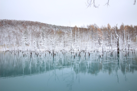 Sapporo: Hokkaido Biei Best 5 Photo Spots Day Tour Shared Tour, Meet at Odori Station