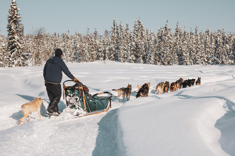 Fairbanks: 1.5-Hour Mush on the Historic Yukon Quest Trail Fairbanks: Interactive Day Mushing Adventure Tour