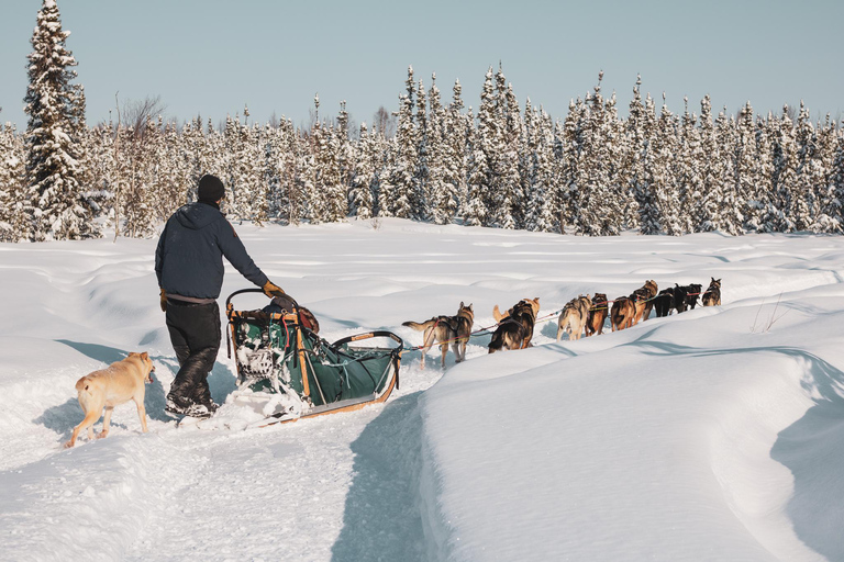 Fairbanks: Mush na historycznym szlaku Yukon Quest Trail