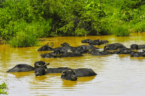 Safari jeepem do Parku Narodowego Udawalawa z Kolombo