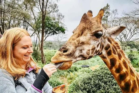 Nairobi: Giraffe Centre Visit and Giraffe Feeding Experience