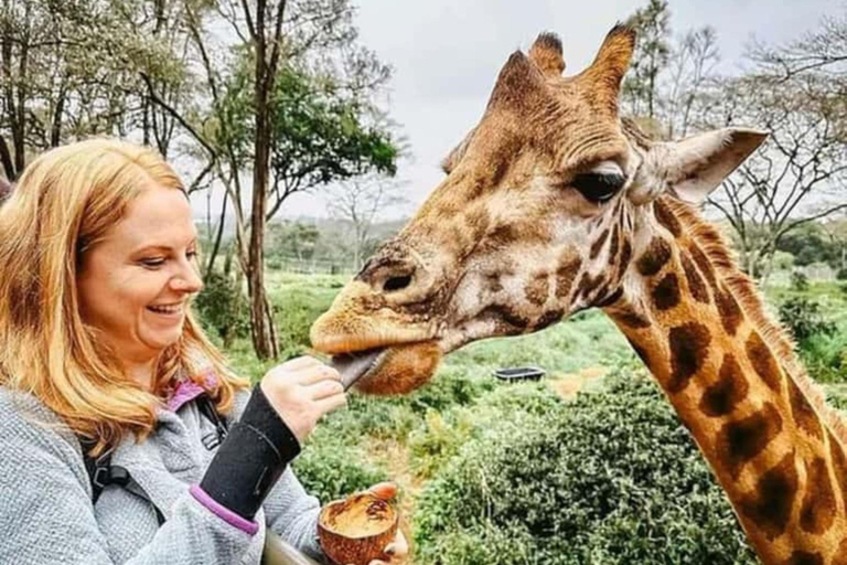 Nairobi: Giraffe Centre Visit and Giraffe Feeding Experience